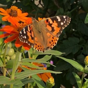 Meet your Posher, Roxie